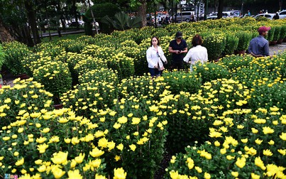 Hoa kiểng Tết tấp nập về Sài Gòn