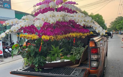 Nhộn nhịp hoa Tết ngoại thành Sài Gòn