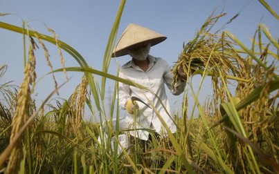 Cơ hội xuất khẩu gạo sang Hàn Quốc