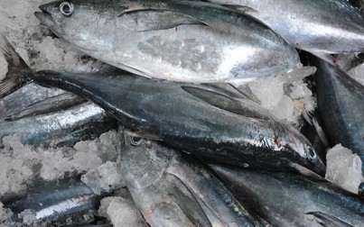 Xuất khẩu cá ngừ tăng trưởng chậm do còn dính “thẻ vàng EU”