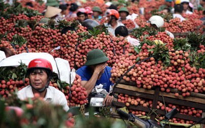 Bộ Công Thương kiến nghị hỗ trợ tiêu thụ nông sản vì virus corona