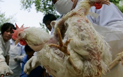 Hàng trăm triệu con gà ở Trung Quốc có thể bị chết đói vì dịch virus corona