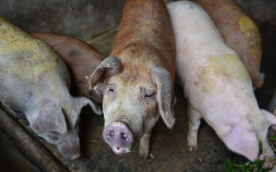 Giá thịt lợn ở Trung Quốc tăng 116% trong tháng 1