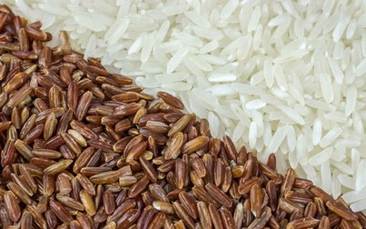 Gạo xuất khẩu giữ giá tăng, nguồn cung dồi dào