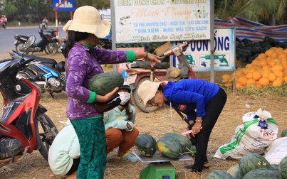 Dưa hấu Bình Thuận tăng giá trở lại nhờ chiến dịch "giải cứu nông sản"
