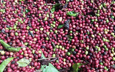 Giao dịch giá cà phê biến động trái chiều, cà phê Tây Nguyên giảm 200 đồng/kg