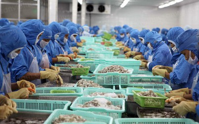 EU là thị trường nhập khẩu tôm lớn, Việt Nam có tận dụng được EVFTA?