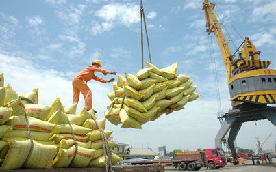 Giá lúa gạo Việt Nam đang cao nhất châu Á trong 1 năm qua