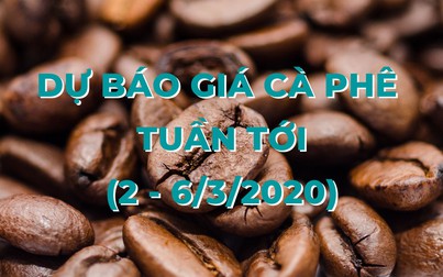 Dự báo giá cà phê tuần tới (2-6/3): Có thể tăng 200-400 đồng/kg