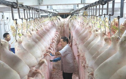 Việt Nam nhập gần 66.000 tấn thịt heo từ Nga