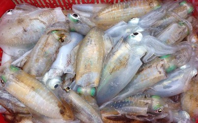 Năm 2020, xuất khẩu mực, bạch tuộc Việt Nam sang Nhật Bản sẽ thuận lợi