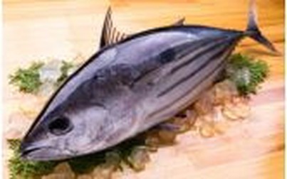 Giữa tâm dịch COVID-19, xuất khẩu cá ngừ của Việt Nam sang Đức tăng 134%