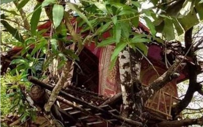 Không cho vào làng, người đàn ông Myanmar 'làm tổ' trên cây để tự cách ly