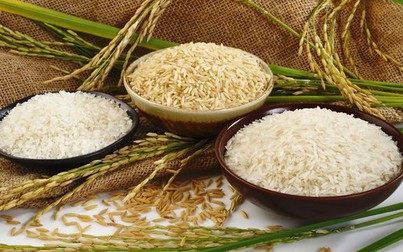 Giá lúa gạo hôm nay tăng nhẹ ở hai chủng loại TP và NL IR 504