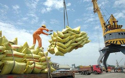Xuất khẩu gạo: Tạm ứng hạn ngạch 100.000 tấn, tiếp tục xuất nếp theo nhu cầu thị trường