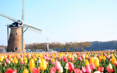 Nhật Bản cắt bỏ 100.000 hoa tulip để tránh du khách tập trung