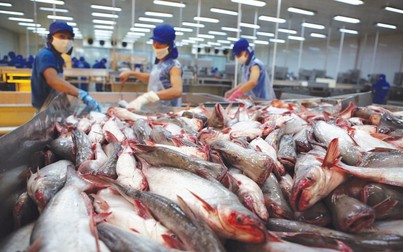 Mỹ giảm mạnh thuế chống bán giá cá tra của Việt Nam