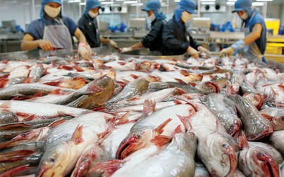 Mỹ giảm thuế cho doanh nghiệp xuất khẩu cá tra của Việt Nam