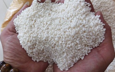 Chủng loại TP và NL IR 504 tăng giá, nguồn cung gạo đang thấp