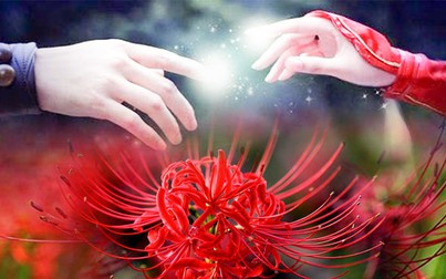 Ý nghĩa và truyền thuyết loài hoa Bỉ Ngạn