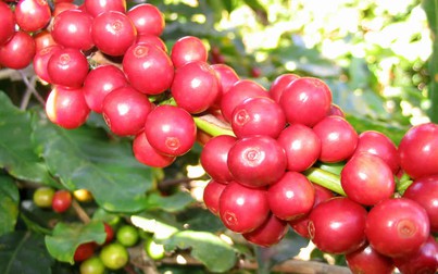 Giá cà phê Robusta giữ vững đà tăng