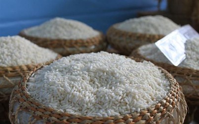 Giá gạo ổn định, thu mua cầm chừng