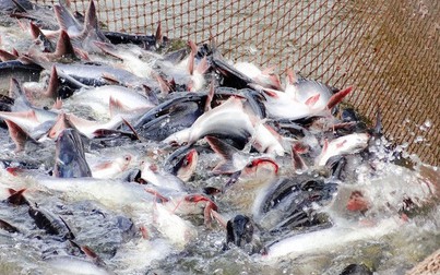 3 thị trường giúp xuất khẩu cá tra bớt ảm đạm sau dịch COVID-19?
