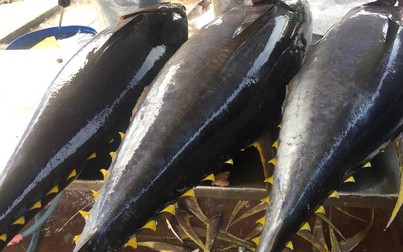 Cá ngừ Việt Nam xuất sang Nhật Bản tăng 36% trong đợt dịch COVID-19