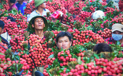 Bắc Giang chuẩn bị đưa trái vải lên sàn thương mại điện tử