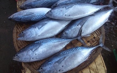 Hậu COVID-19:  Xuất khẩu cá ngừ chưa có dấu hiệu phục hồi