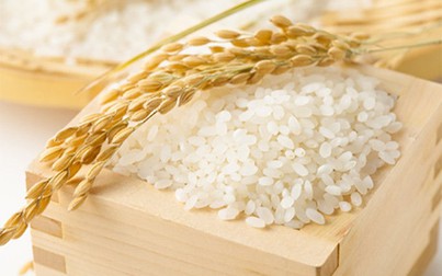 Giá lúa gạo trong nước tiếp tục giảm