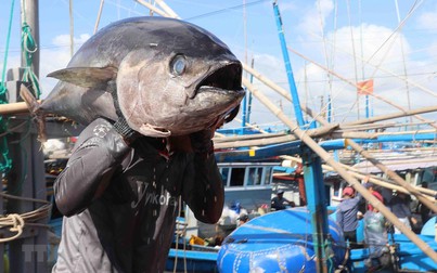 EU sẽ miễn thuế 11.500 tấn cá ngừ đóng hộp cho Việt Nam mỗi năm