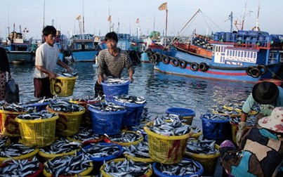 Doanh nghiệp kêu cứu vì cảng cá quy định mỗi giấy xác nhận nguyên liệu không quá 35 tấn