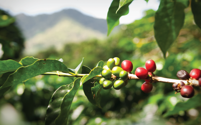Giá cà phê thị trường thế giới tăng mạnh, trong nước tăng 500 đồng/kg