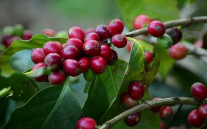 Giá cà phê thế giới giảm do nguồn cung dồi dào