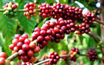 Giá cà phê Robusta tăng nhẹ do nguồn cung thấp