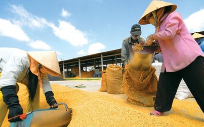 Mất cân đối cung cầu, giá lúa gạo tiếp tục tăng