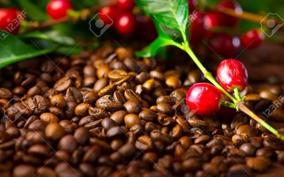 Giá cà phê Arabica tiếp tục gặp phải nhiều bất lợi