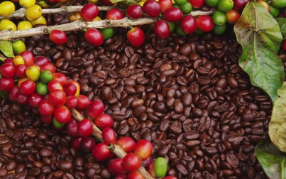 Hàng tồn kho giảm tiếp tục đẩy giá cà phê lên mức cao nhất tháng 7