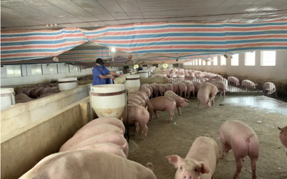 Cục chăn nuôi đặt mục tiêu có đủ thịt heo tiêu thụ trong nước và xuất khẩu vào quý IV/2020