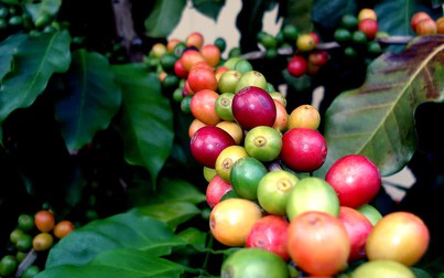 Cà phê thế giới tăng kỷ lục, giá thu mua trong nước cao nhất từ đầu năm đến nay