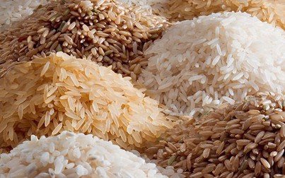 Giá lúa gạo nguyên liệu trong nước ổn định, các kho thu mua cầm chừng