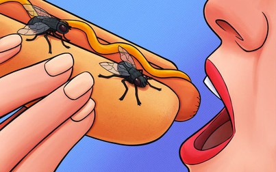 Điều gì sẽ xảy ra khi một con ruồi đậu trên thức ăn?