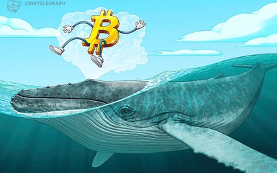"Cá voi" tăng 40% sau khi Bitcoin lên mức 11.000 USD