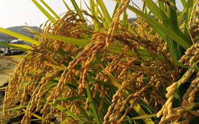 Giá gạo trong nước tiếp tục tăng