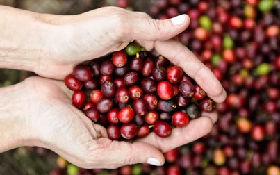 Giá cà phê Tây Nguyên giảm thấp nhất từ tháng 5 đến nay