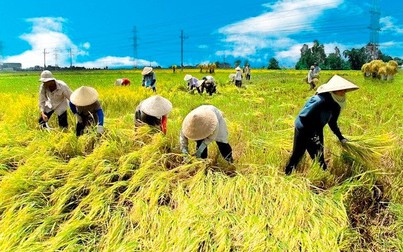 Giá lúa gạo Đồng bằng sông Cửu Long tăng từ 100-500 đồng/kg