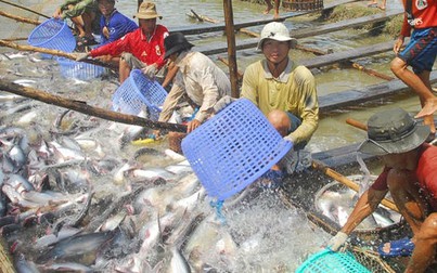 Người nuôi cá tra mệt mỏi vì COVID-19 và xâm ngập mặn