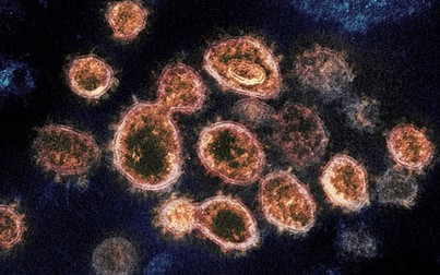 Đã có kết quả nguồn gốc virus gây COVID-19 ở Hải Dương