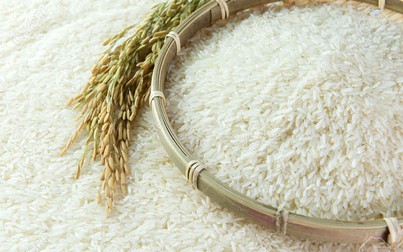 EVFTA vừa có hiệu lực, gạo Việt Nam xuất khẩu sang EU giá 1.000 USD/tấn